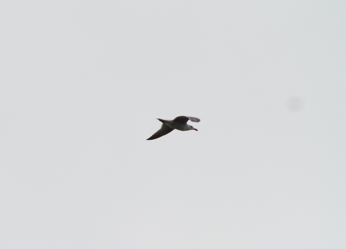 Möwe, unbestimmt - ML646514293