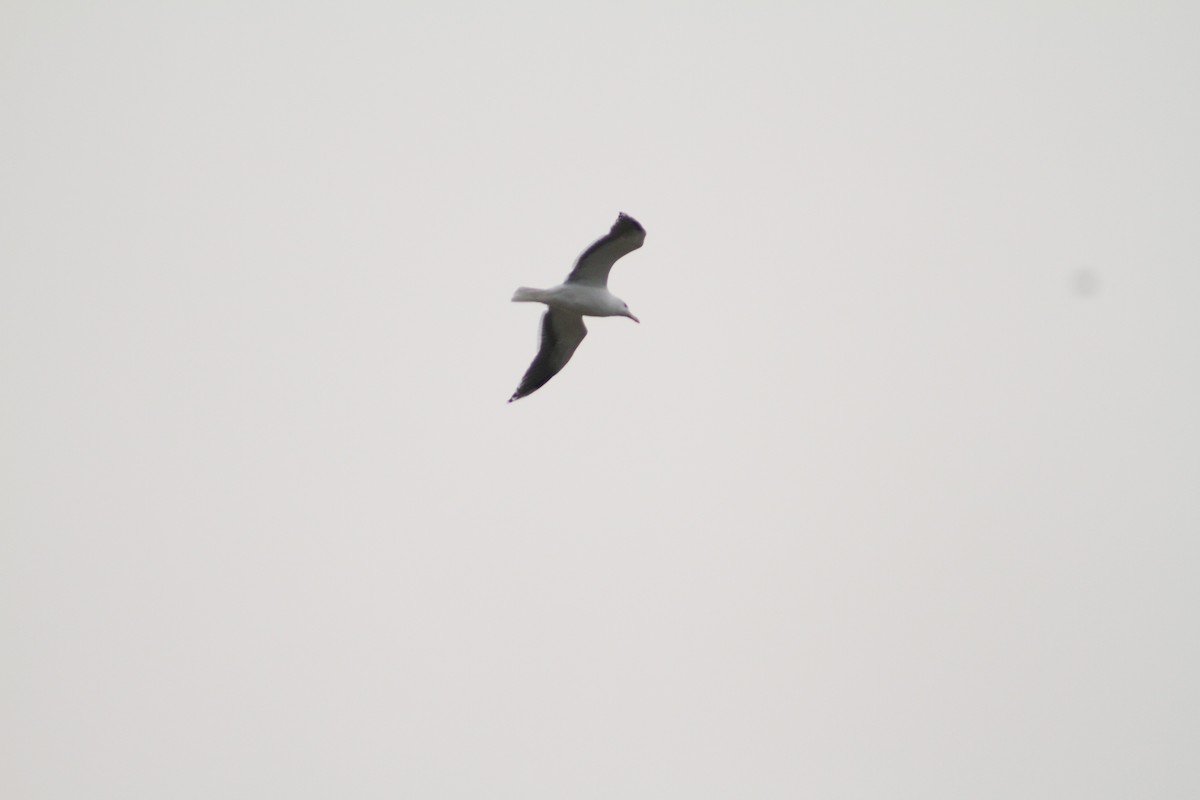 Möwe, unbestimmt - ML646514294