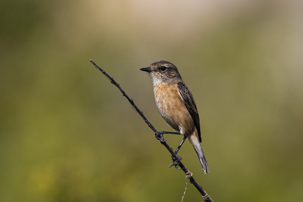 Tarier pie - ML646514306