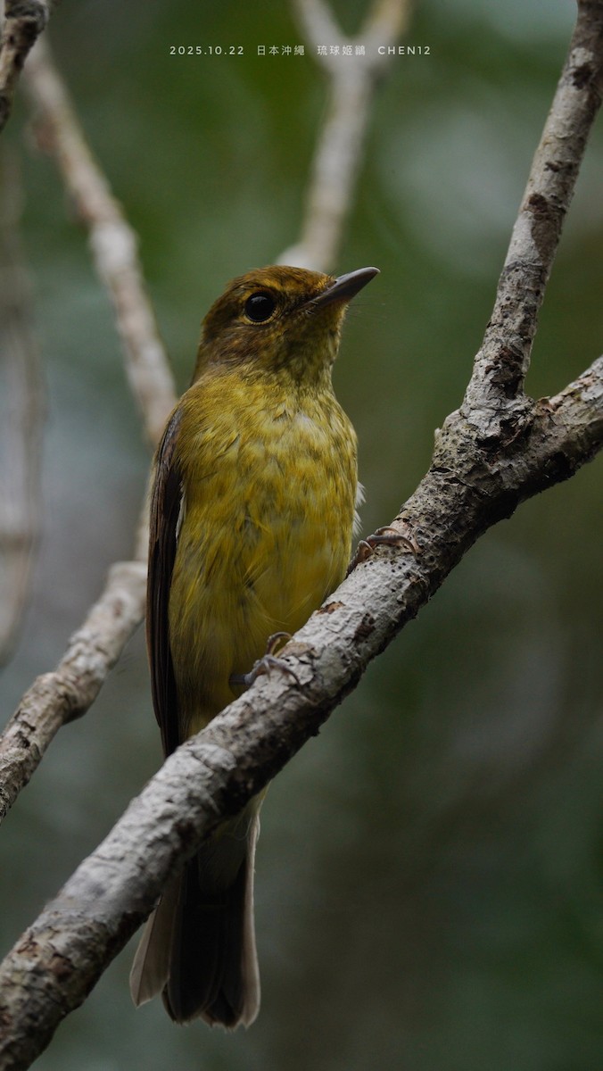 Ryukyu Flycatcher - ML646514307