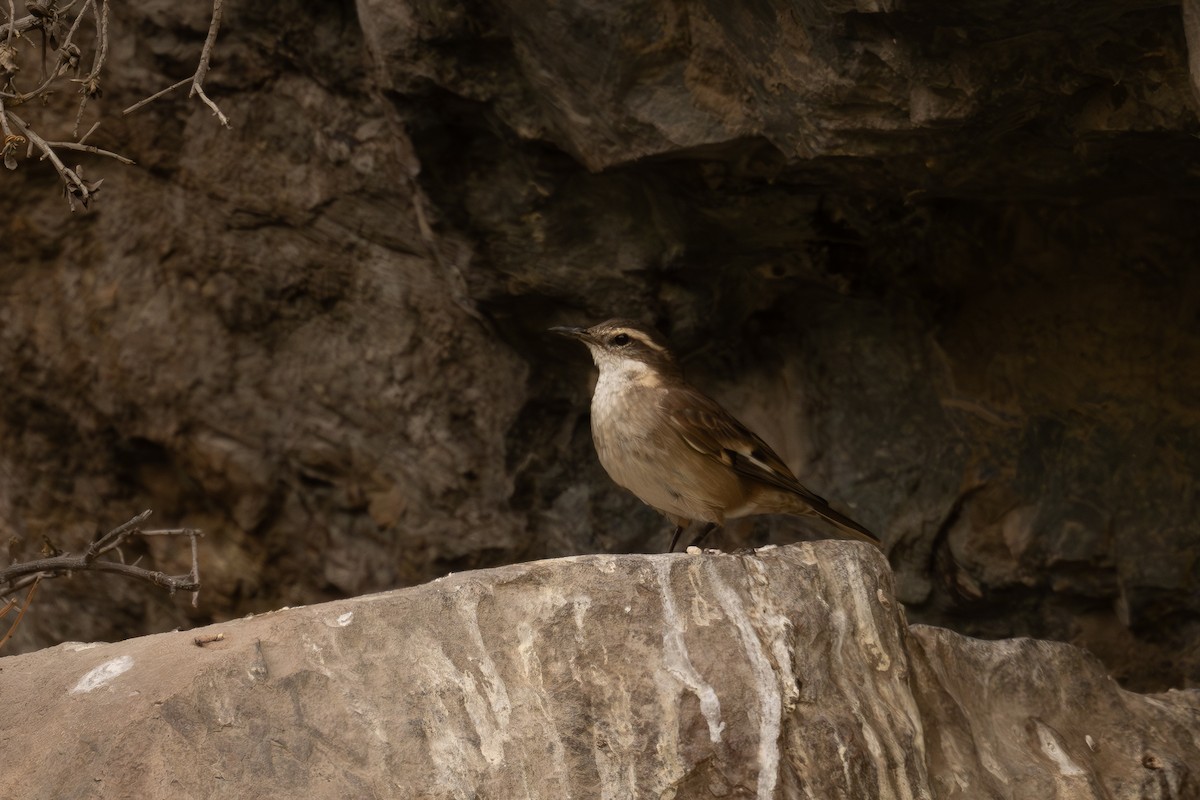 Schwarzschwanz-Uferwipper - ML646514310