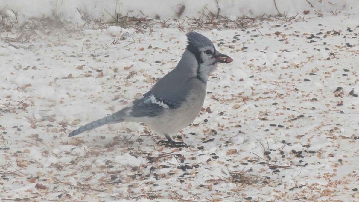 Blue Jay - ML646514312