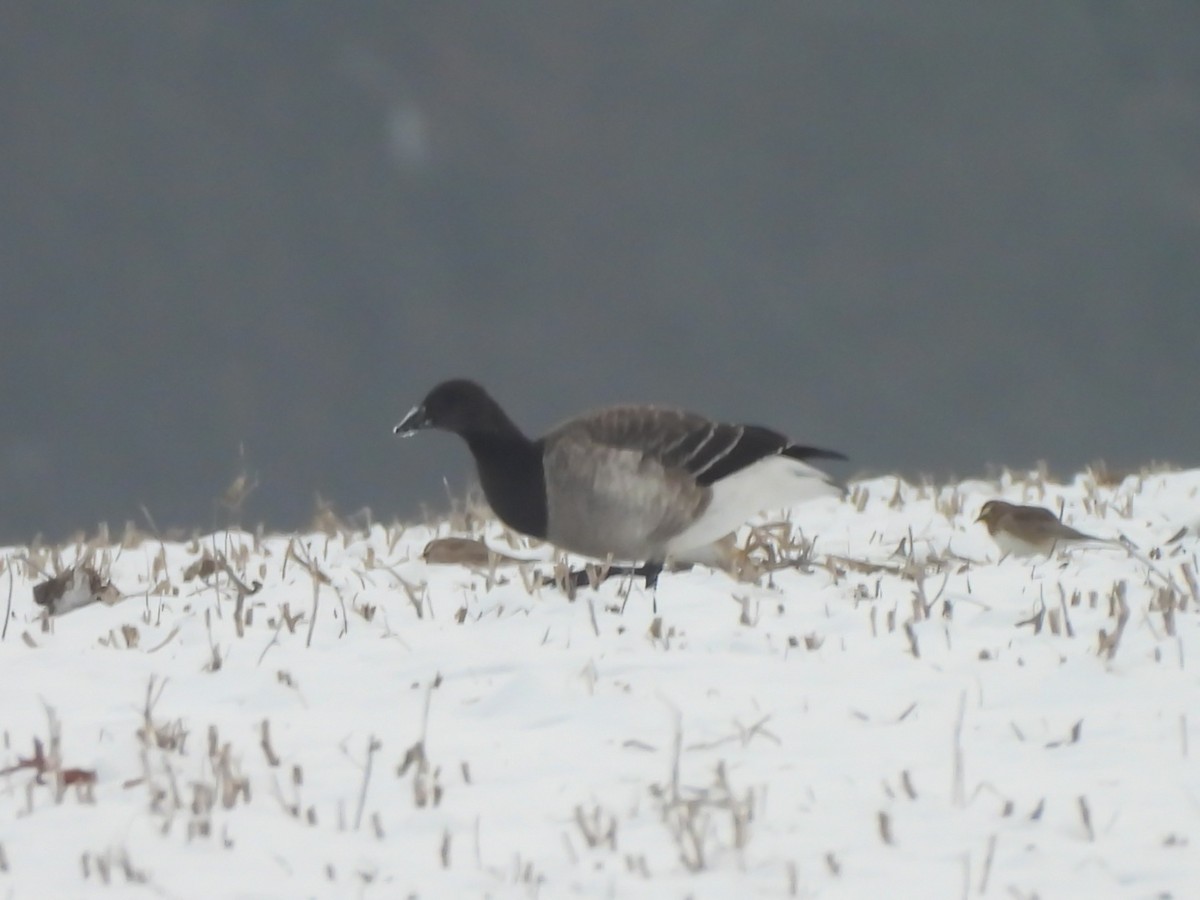 Brant - ML646514324