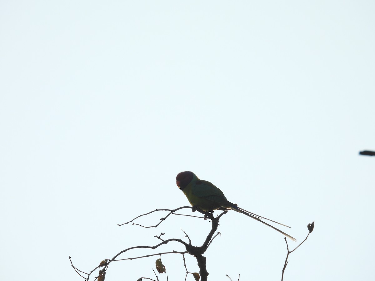 Plum-headed Parakeet - ML646514332