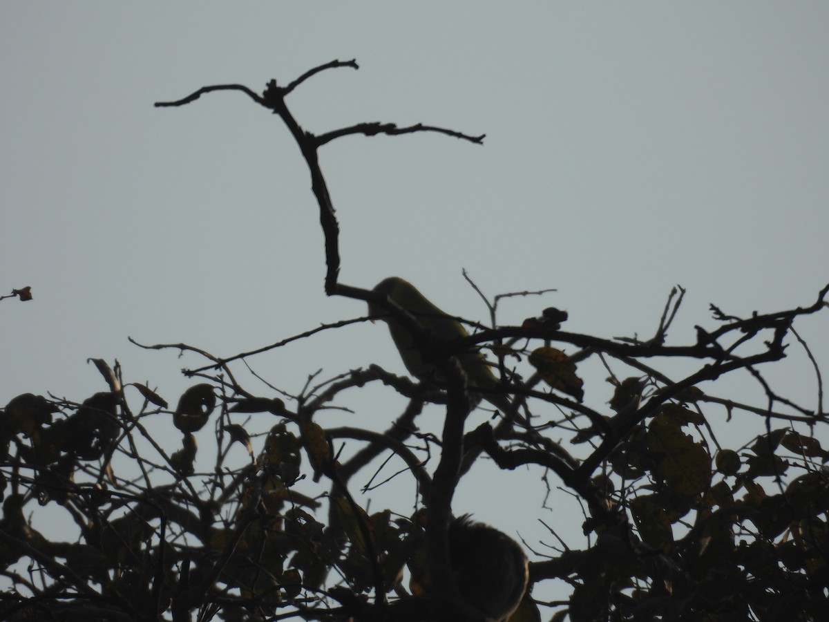 Plum-headed Parakeet - ML646514334