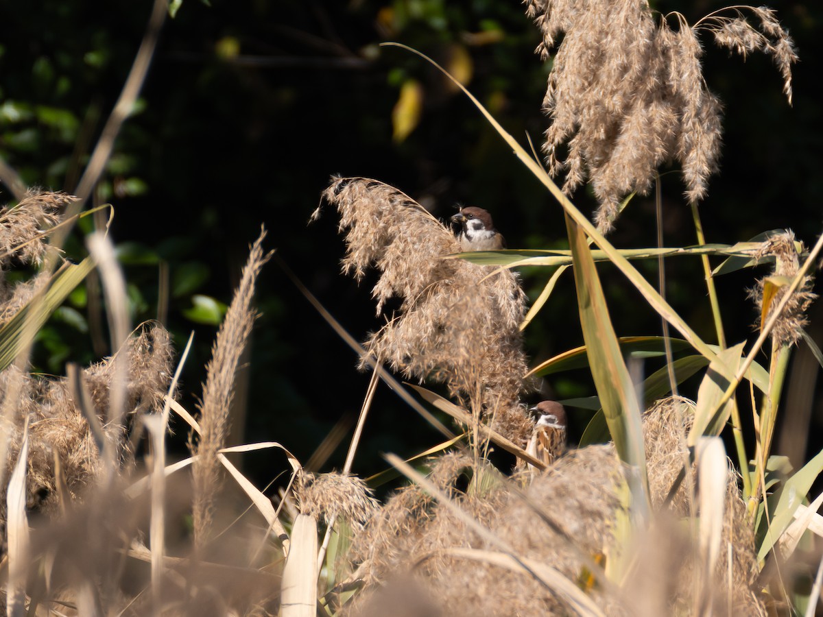 Горобець польовий - ML646514335