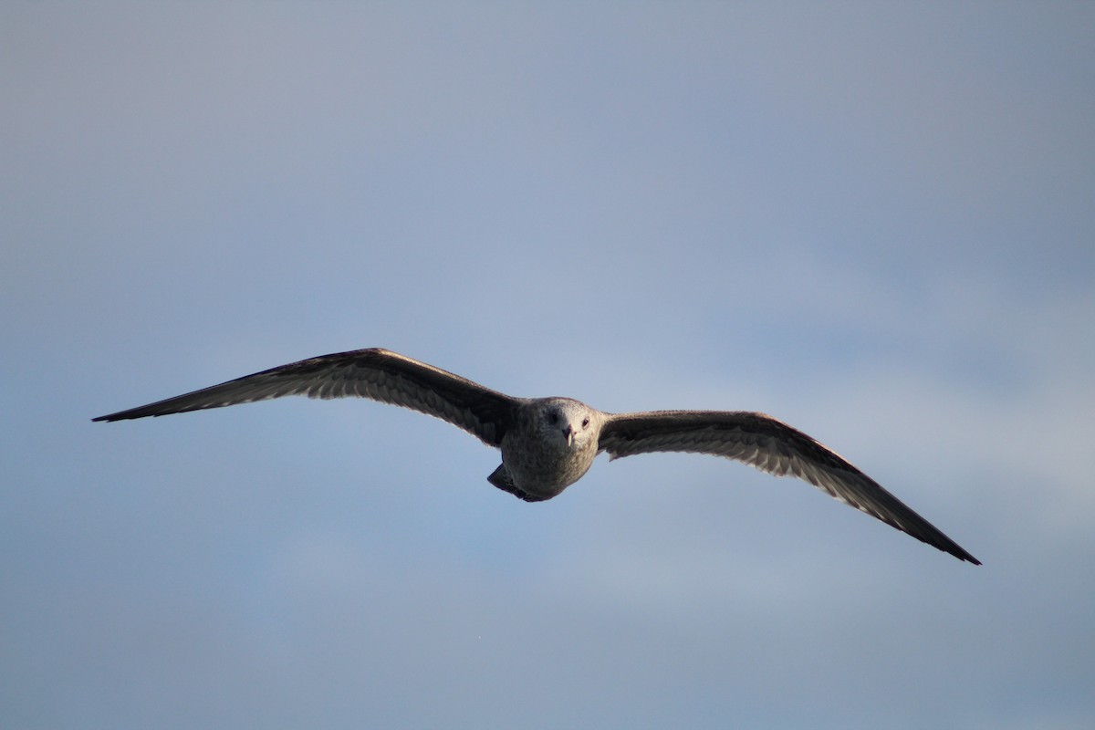 Американская чайка - ML646514336