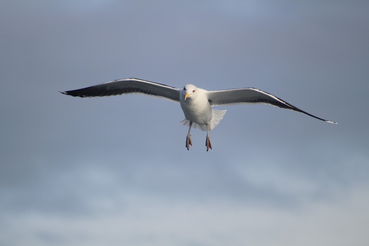 Морская чайка - ML646514337