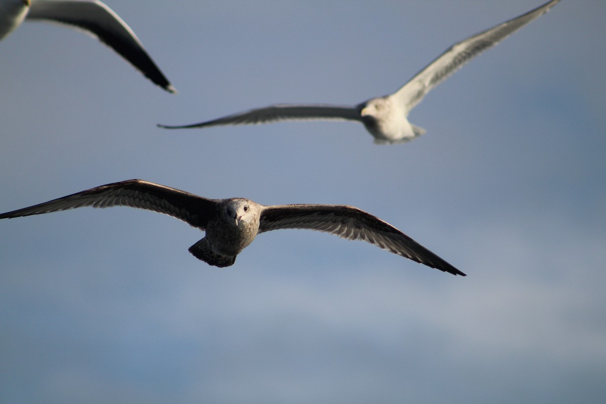 Американская чайка - ML646514338