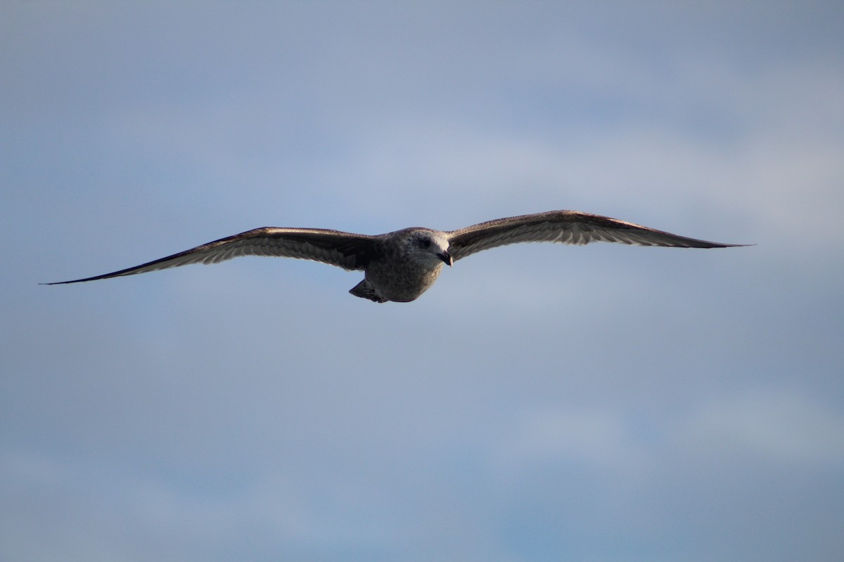 Американская чайка - ML646514339