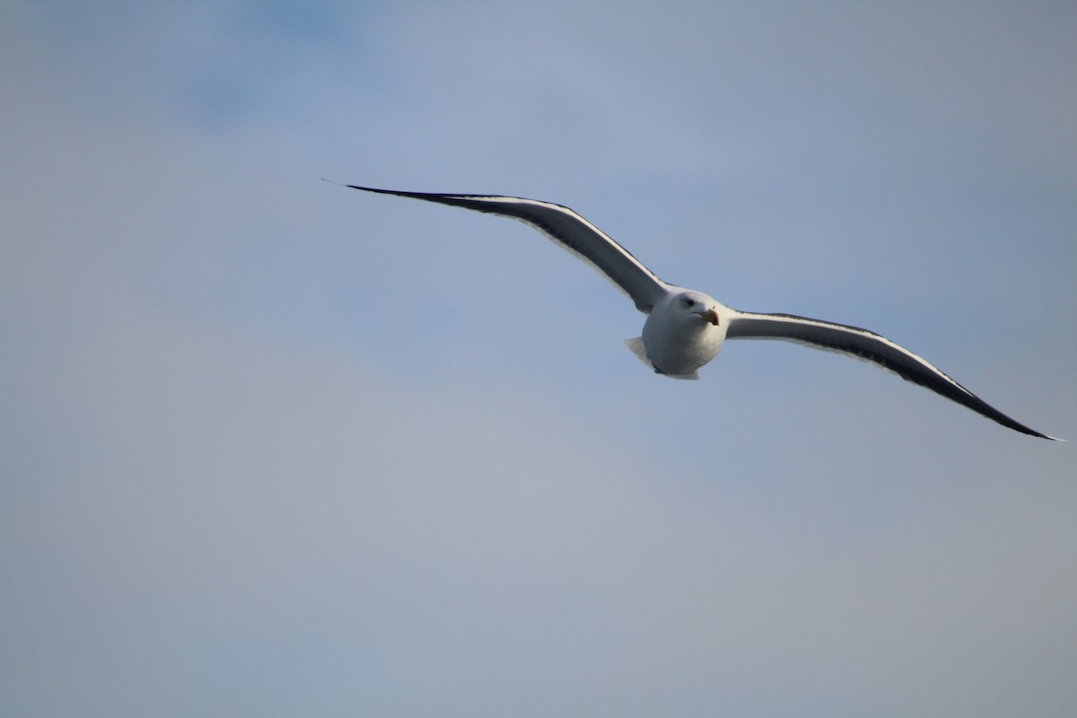 Морская чайка - ML646514340