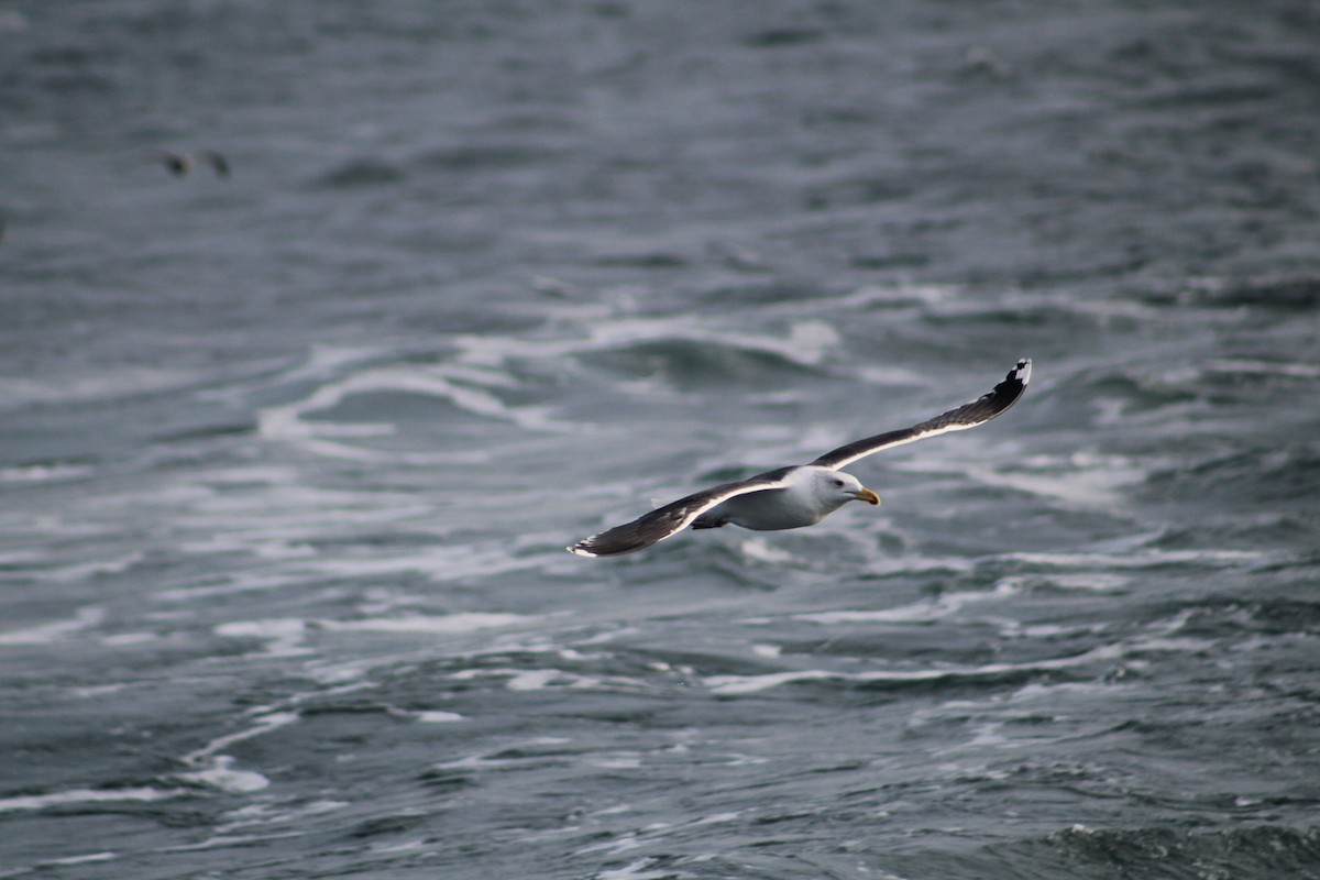 Морская чайка - ML646514351