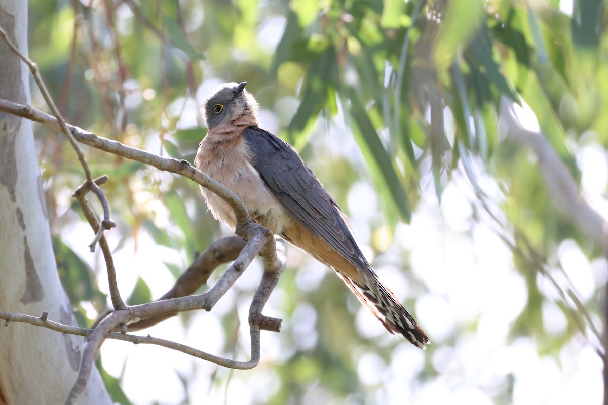 Fan-tailed Cuckoo - ML646514356
