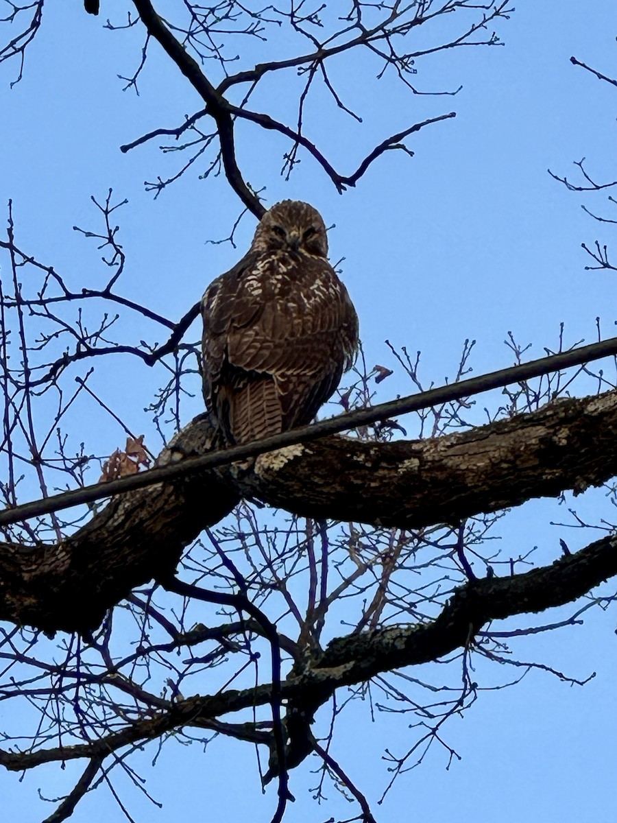 Red-tailed Hawk - ML646514357