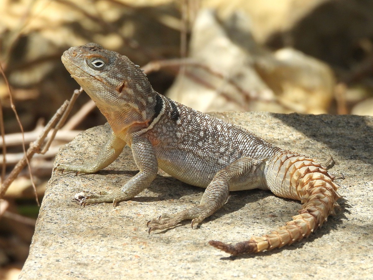 爬行綱 (爬蟲類 爬行類) - ML646514358