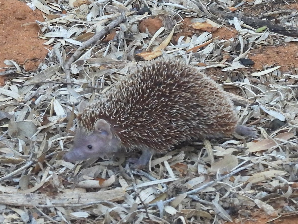 Greater Hedgehog Tenrec - ML646514359