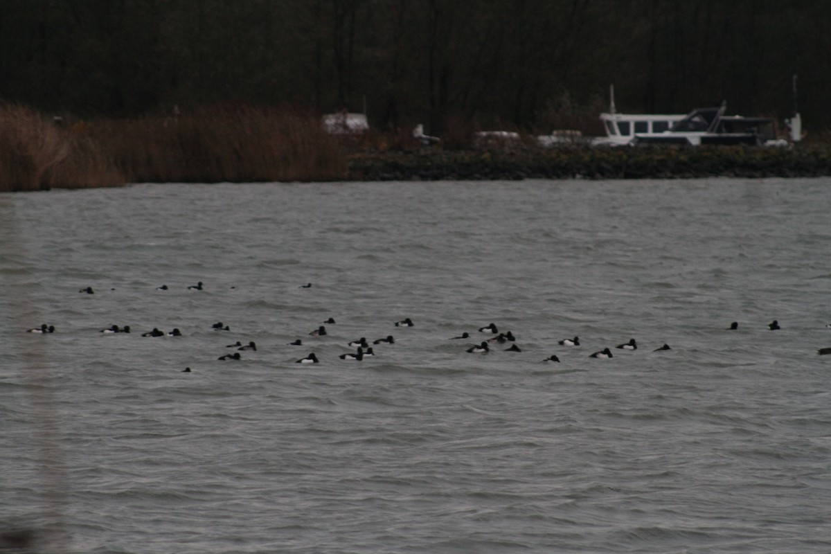 Tufted Duck - ML646514363