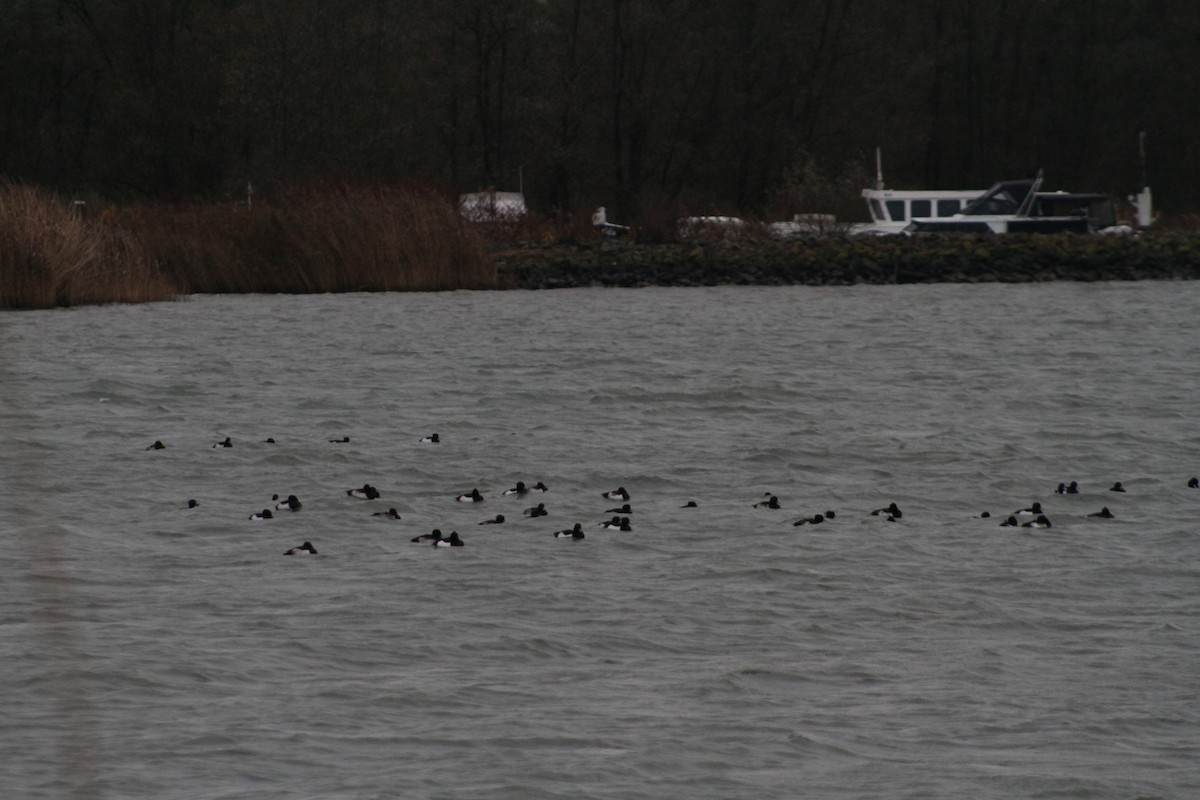 Tufted Duck - ML646514364
