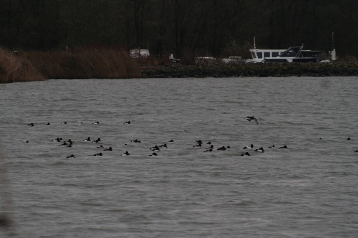 Tufted Duck - ML646514365