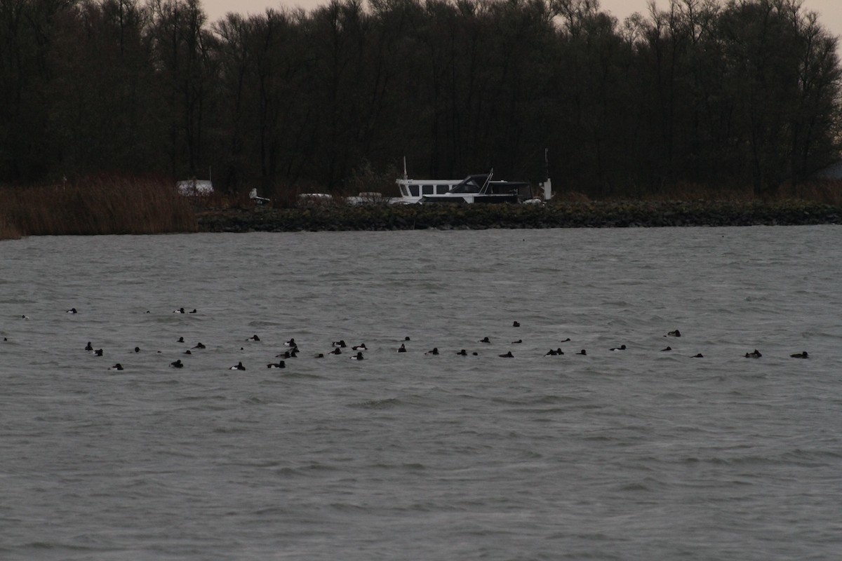 Tufted Duck - ML646514366