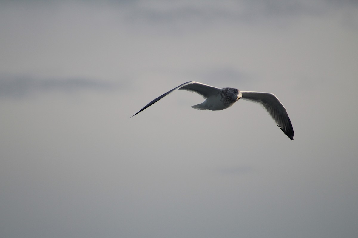 Американская чайка - ML646514368