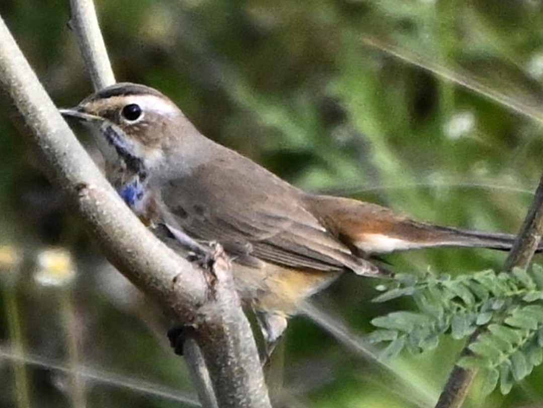 Bluethroat - ML646514372