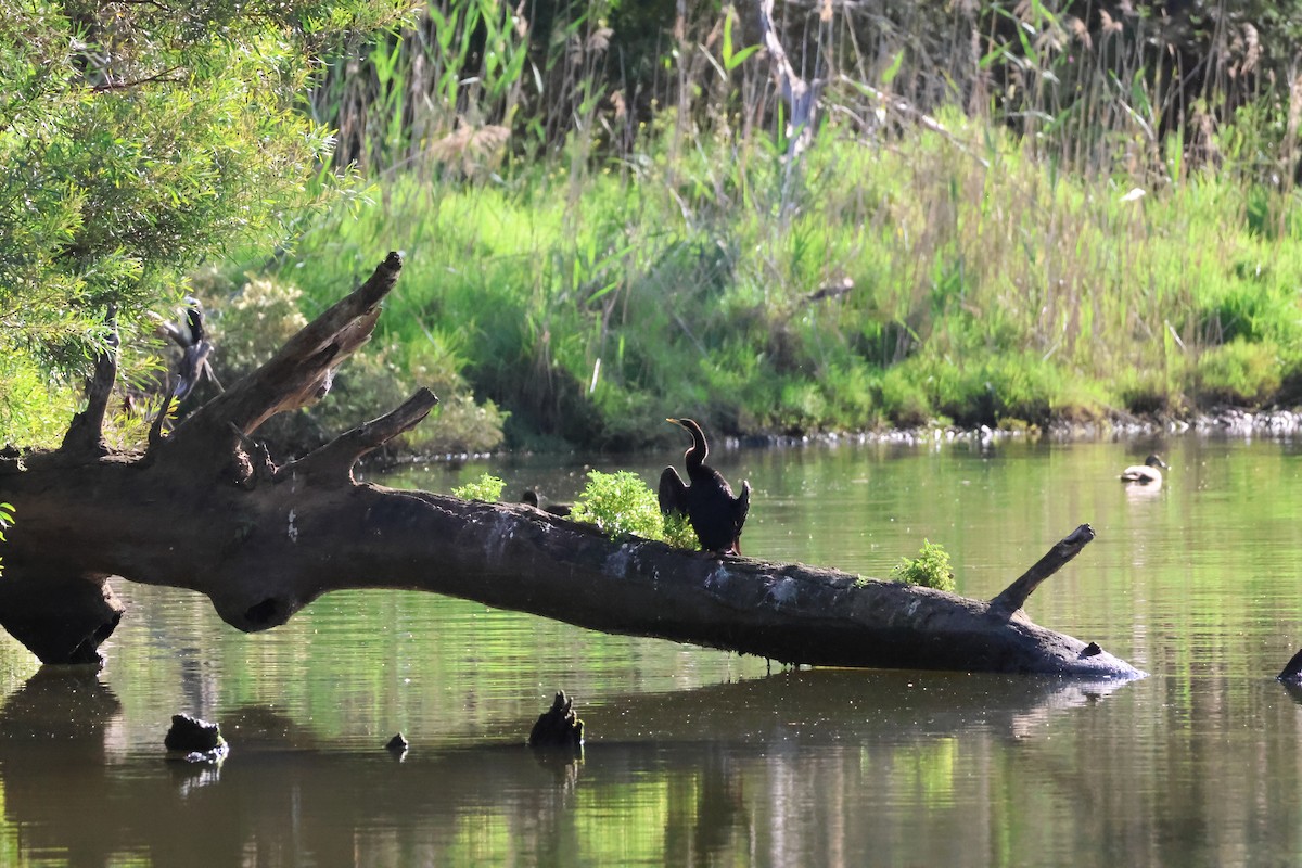 Australasian Darter - ML646514375
