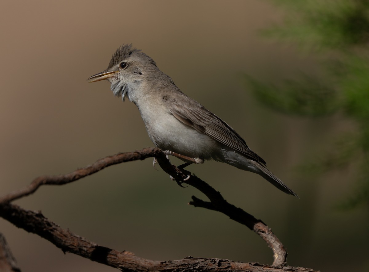 bleksanger - ML646514376