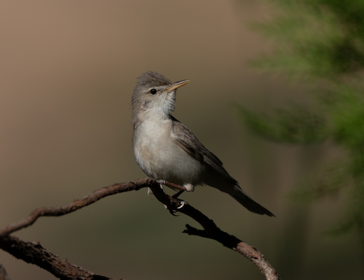 bleksanger - ML646514377