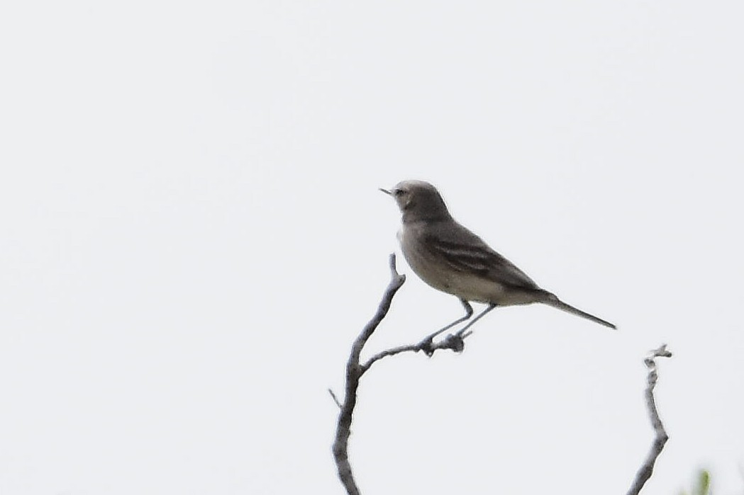 Lesser Shrike-Tyrant - ML646514380