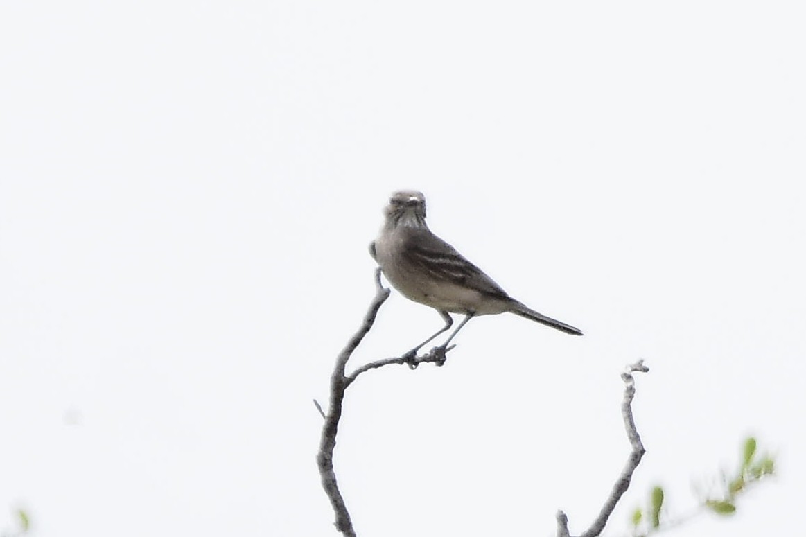 Lesser Shrike-Tyrant - ML646514381