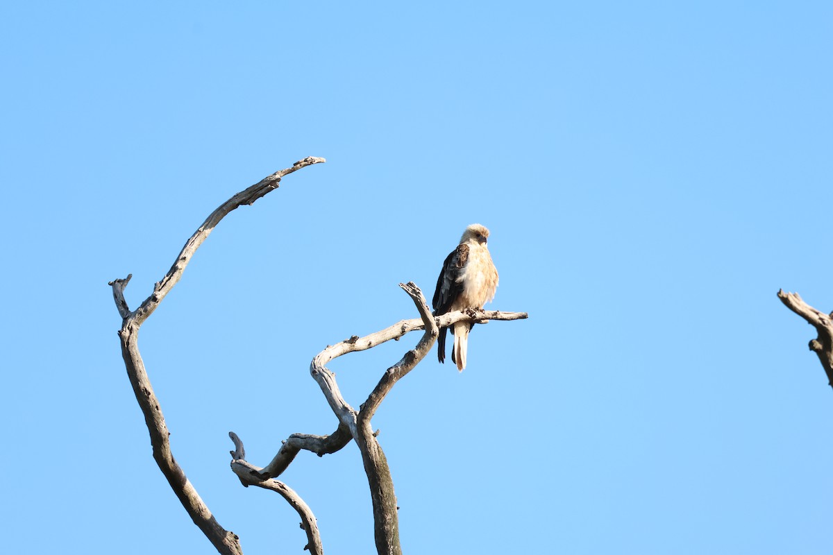 Whistling Kite - ML646514389