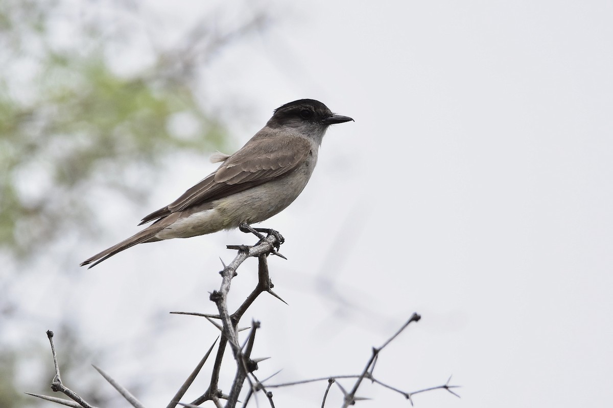 Crowned Slaty Flycatcher - ML646514393