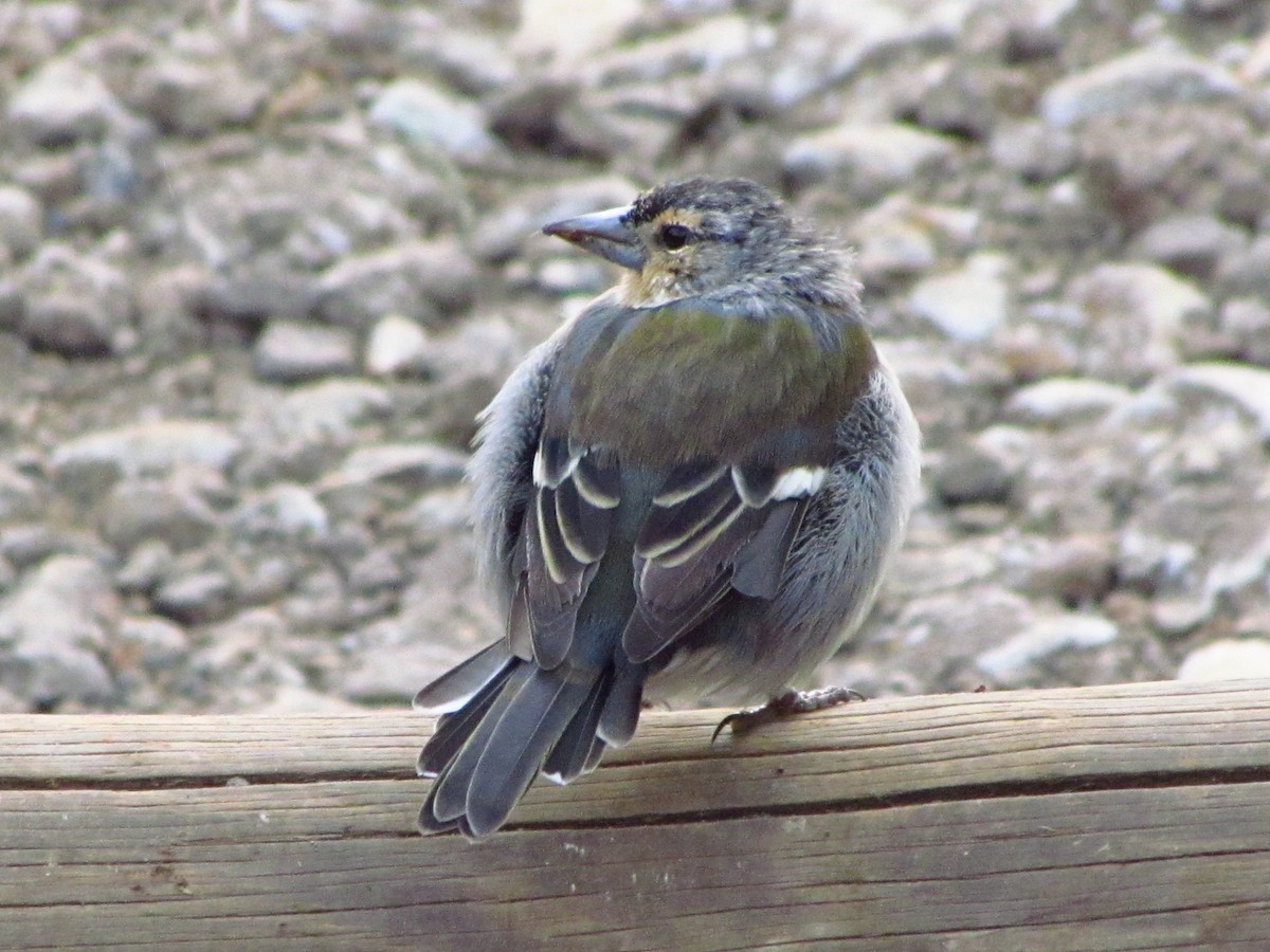 Azores Chaffinch - ML646514400