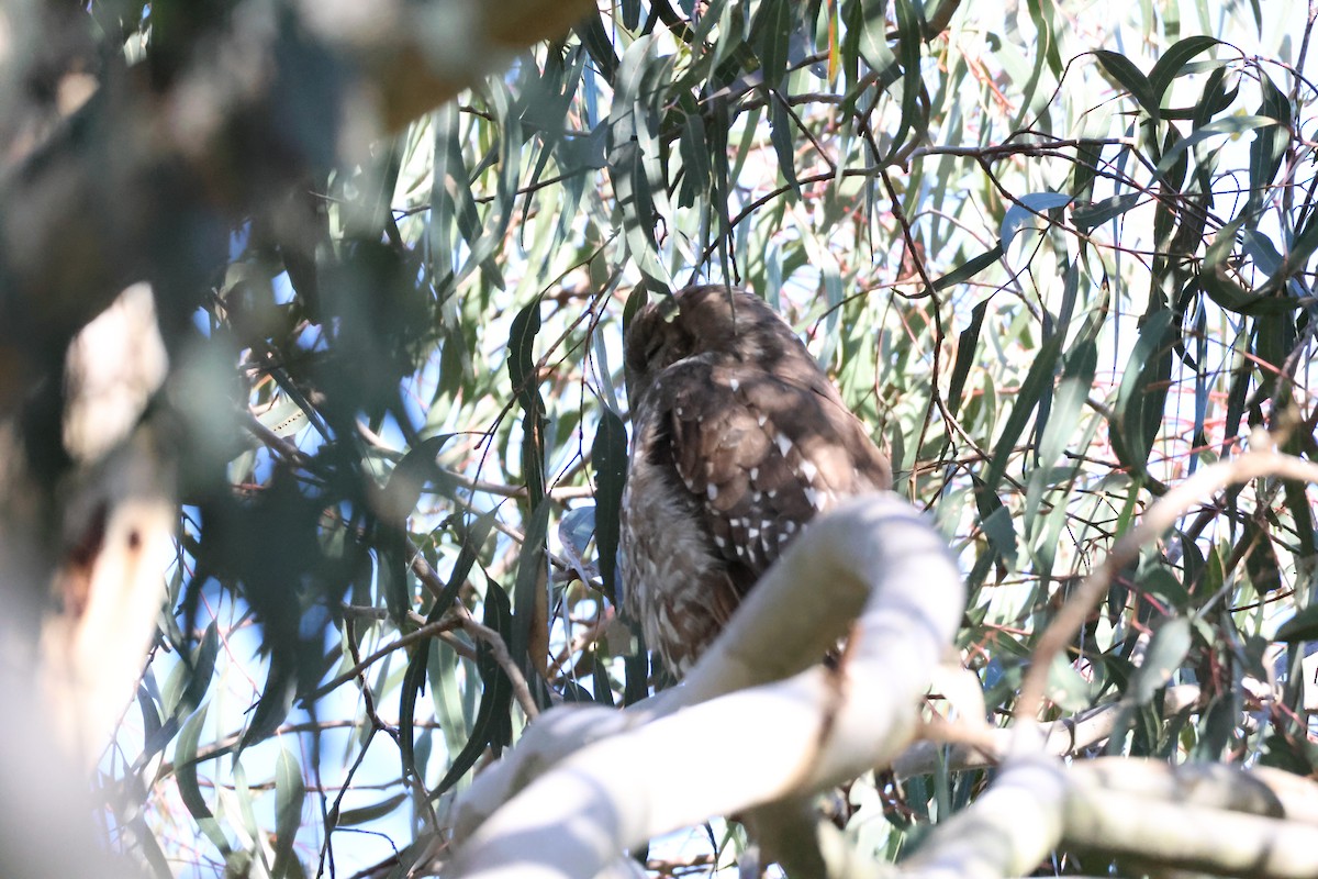 Barking Owl - ML646514401