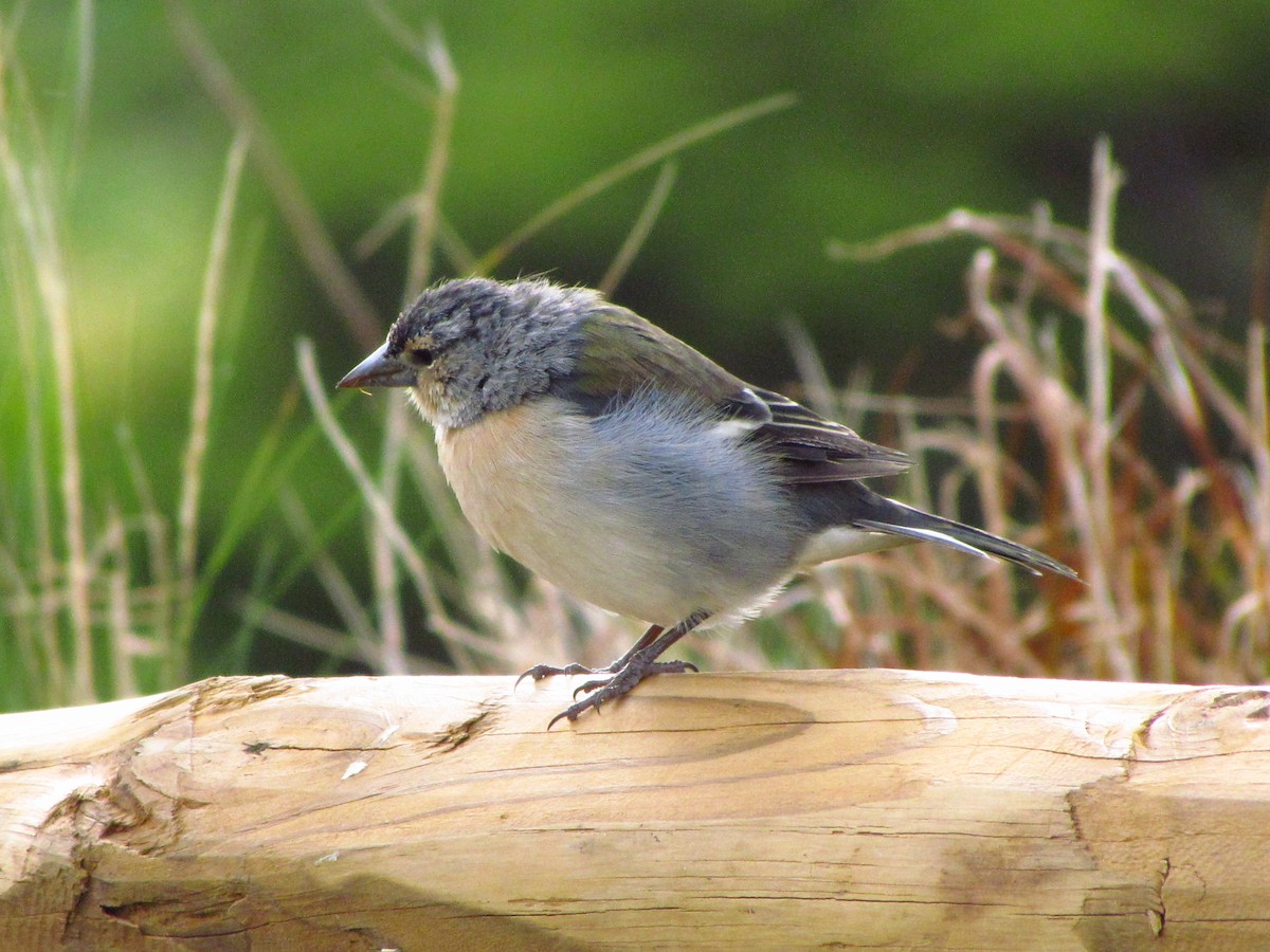 Azores Chaffinch - ML646514402