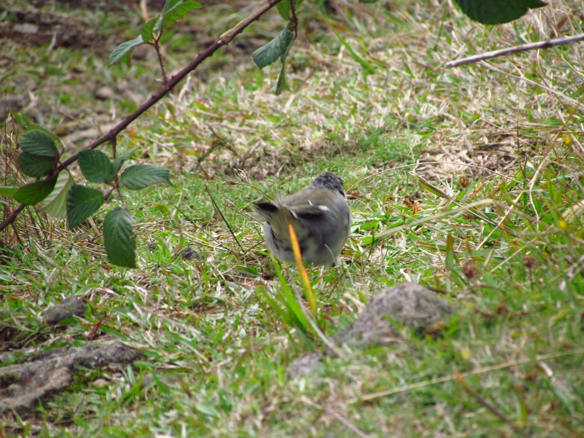 Azores Chaffinch - ML646514404
