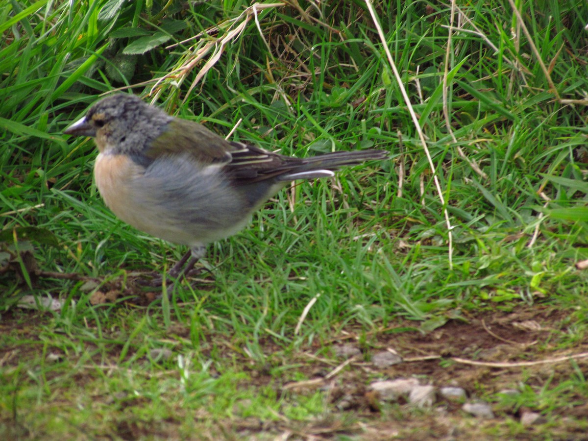 Azores Chaffinch - ML646514405