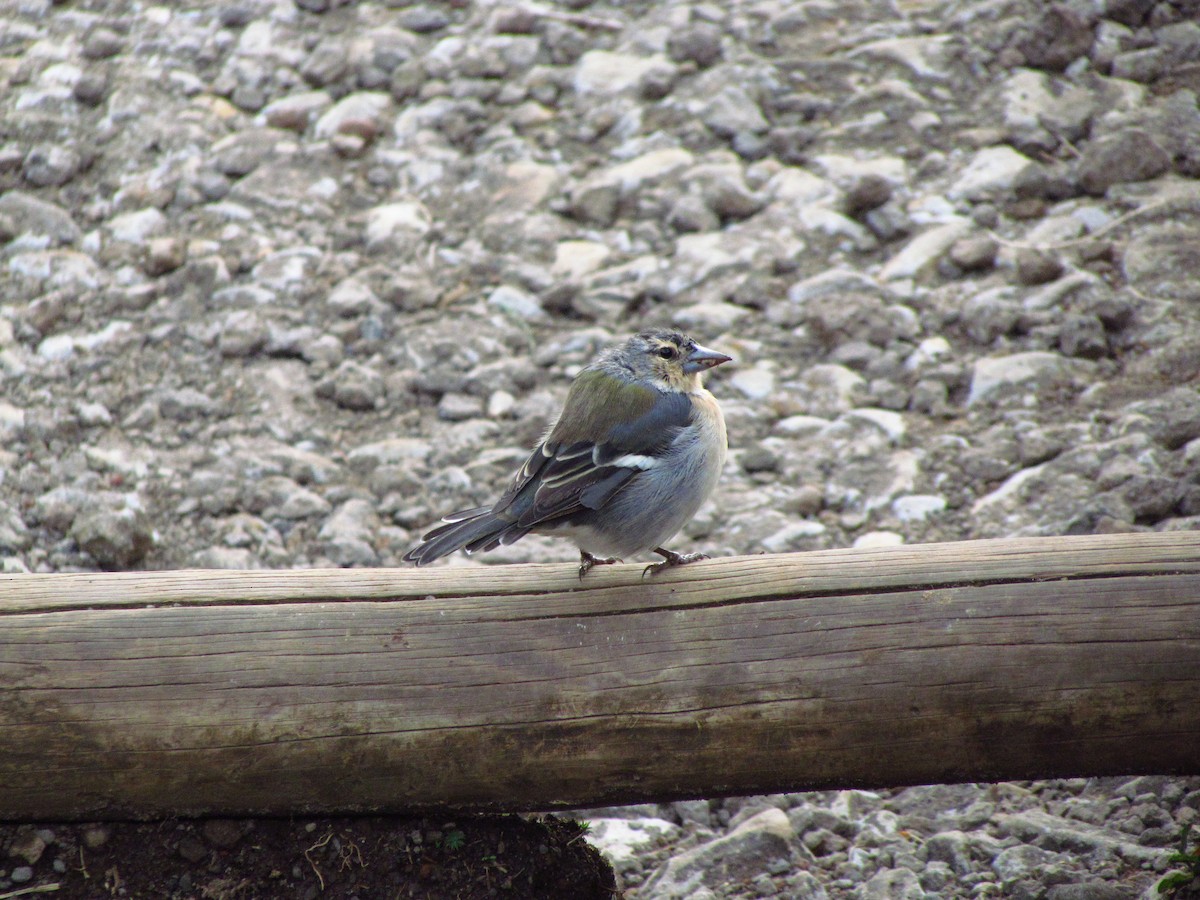 Azores Chaffinch - ML646514406