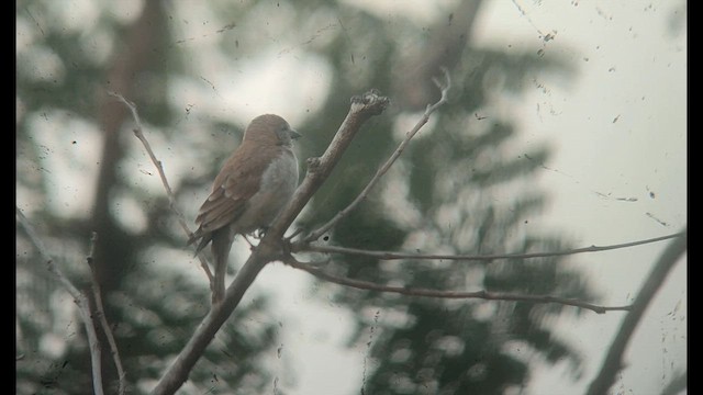 Sahel Bush Sparrow - ML646514408