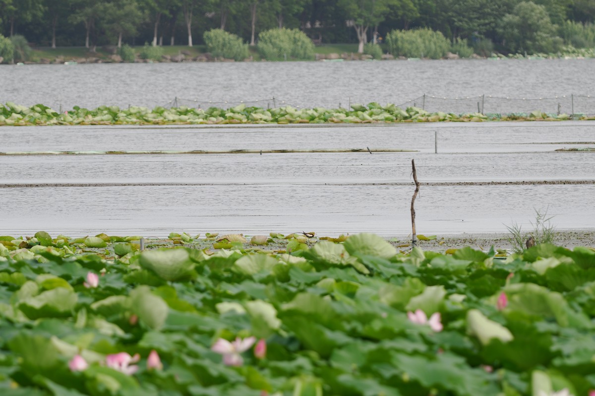 Фазанохвостая якана - ML646514413