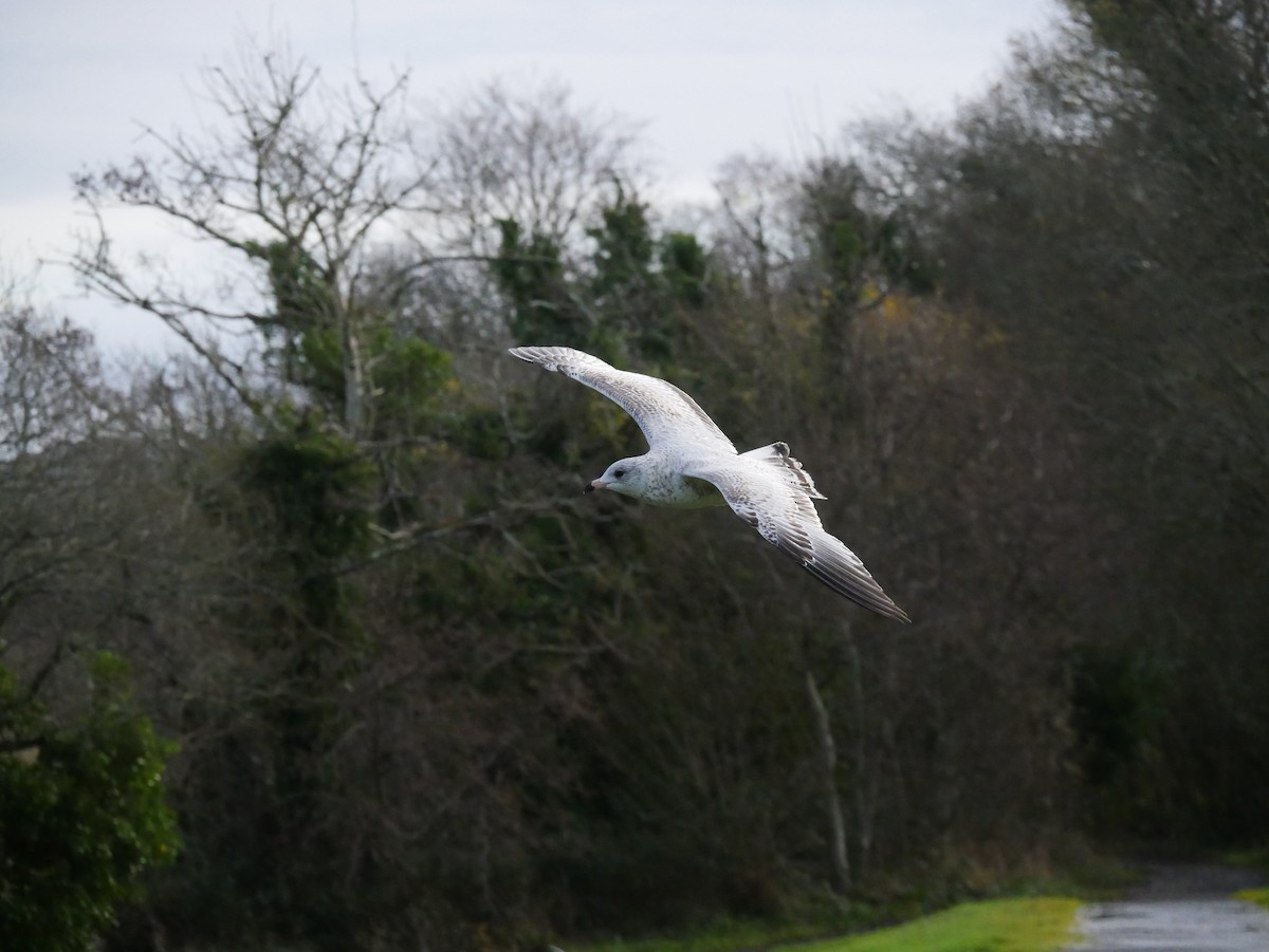 Ring-billed Gull - ML646514422