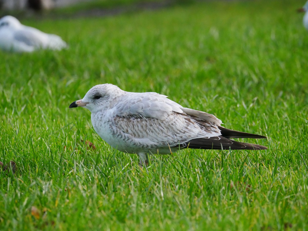 Ring-billed Gull - ML646514423