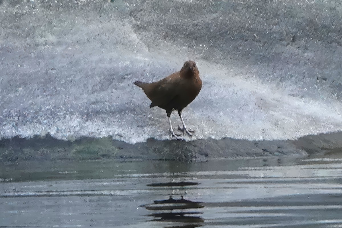 Brown Dipper - ML646514430