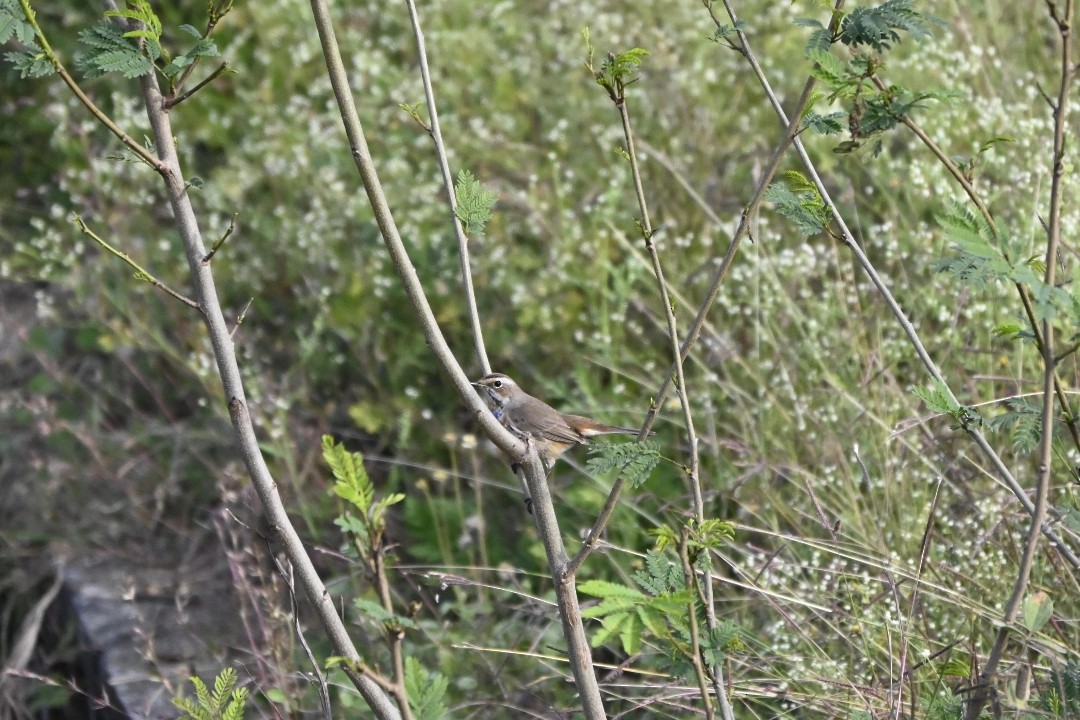 Bluethroat - ML646514431