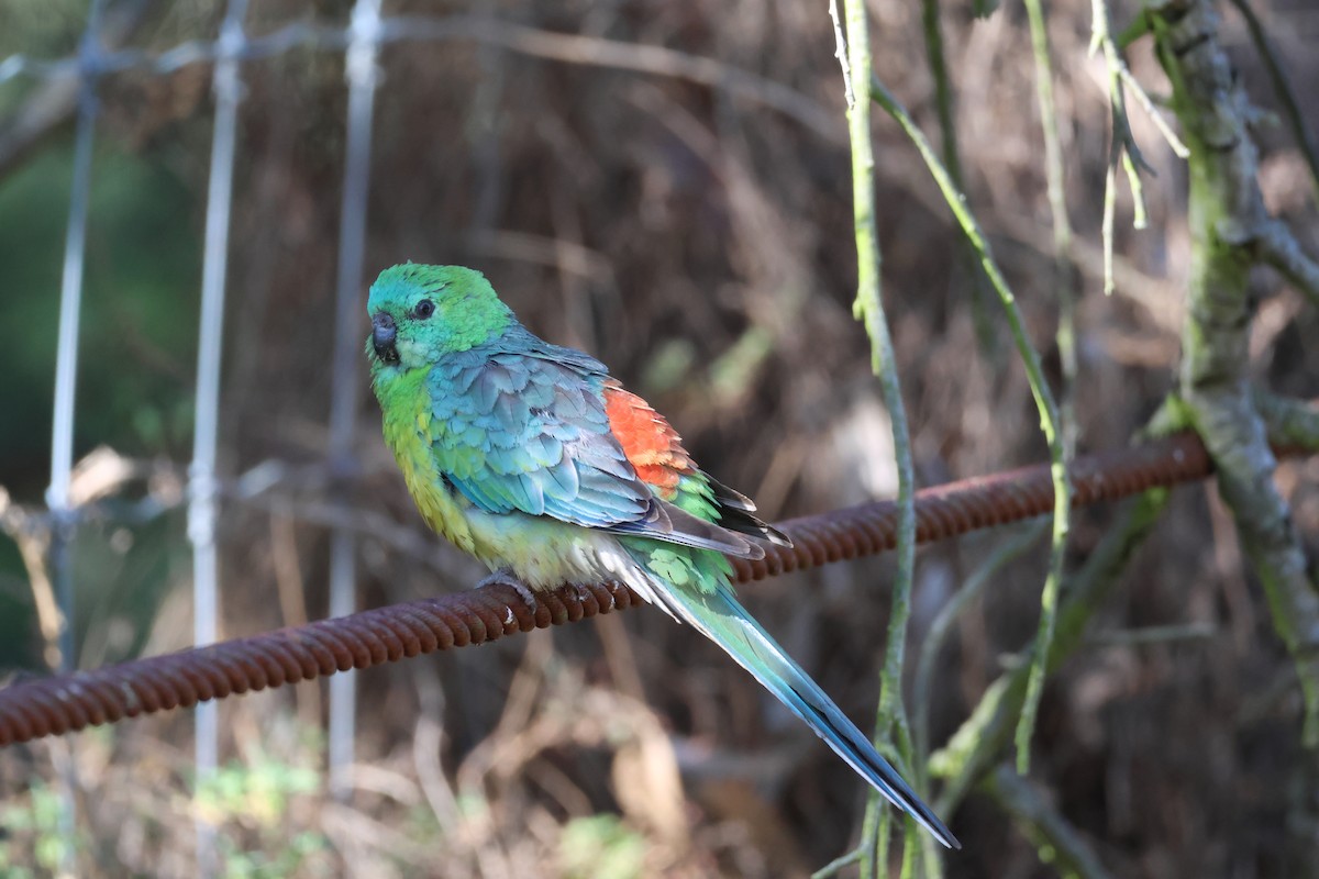 Red-rumped Parrot - ML646514438