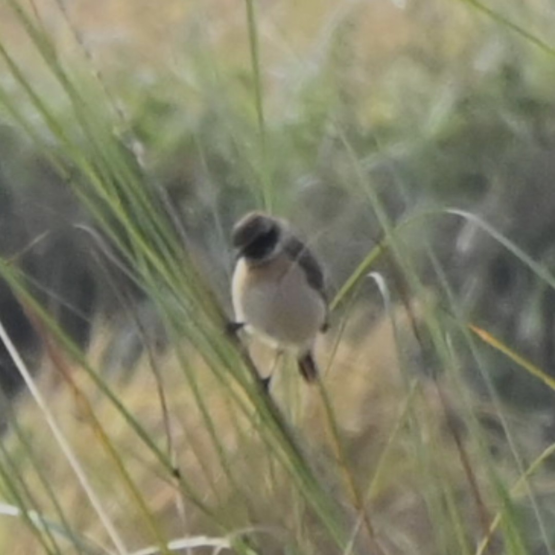 bramborníček sibiřský - ML646514442