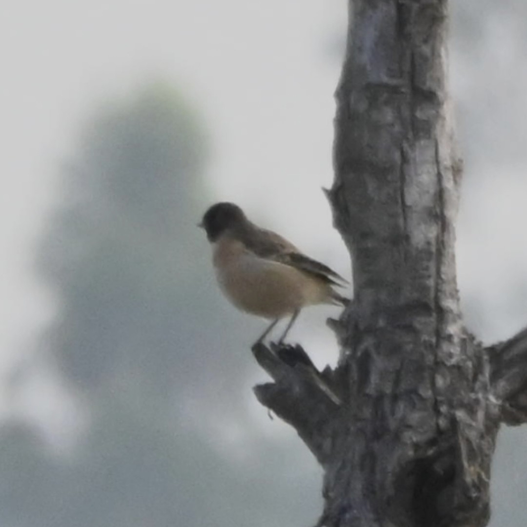 bramborníček sibiřský - ML646514443