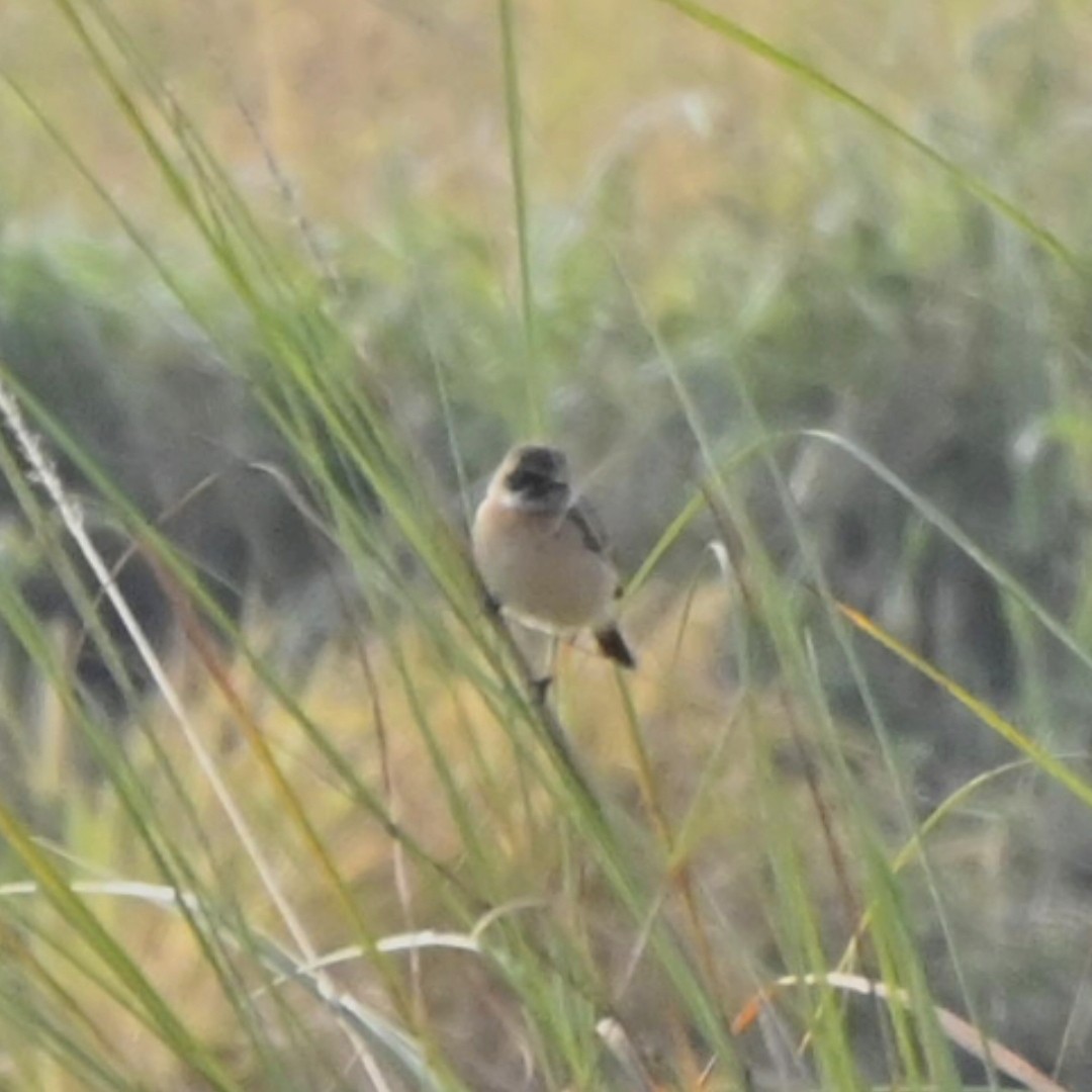 bramborníček sibiřský - ML646514444