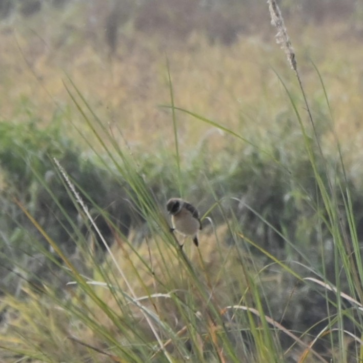 bramborníček sibiřský - ML646514445